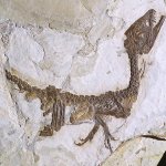 I tessuti molli di Scipionyx sono visibili in gran parte ad occhio nudo grazie al colore ocra che li distingue dal bruno